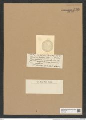 Coscinodiscus diadema Castrac. (de-Toni-Nr.: Genus 202, Species 5204) Zeichnungen Sammlung Grunow Nr. 8916 (NHMW-BOT-W0378585)